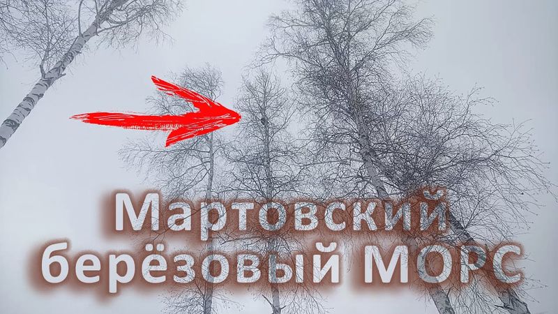 Берёзовый Морс