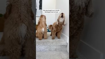 The way he looks at his brother like am I doing this right? 🥹 #newpuppy #howling #cutedogs #funny