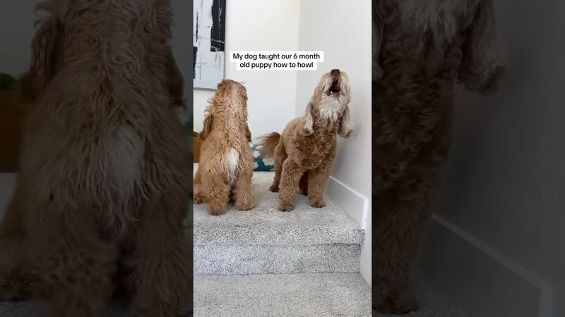 The way he looks at his brother like am I doing this right? 🥹 #newpuppy #howling #cutedogs #funny