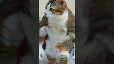 Мемы есть мемы #приколы #мемы #мем #лютыеприколы #школа #коты