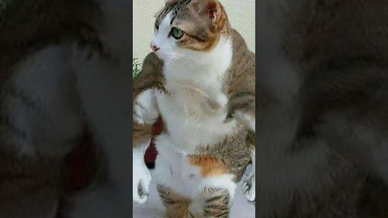 Мемы есть мемы #приколы #мемы #мем #лютыеприколы #школа #коты