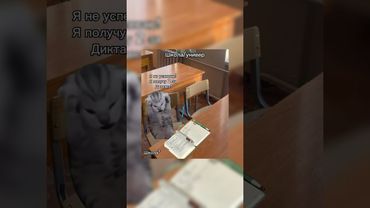 Жду тебя в своём тгк ИннаБиБ #cat #милота #funny #прикольныекоты #топ