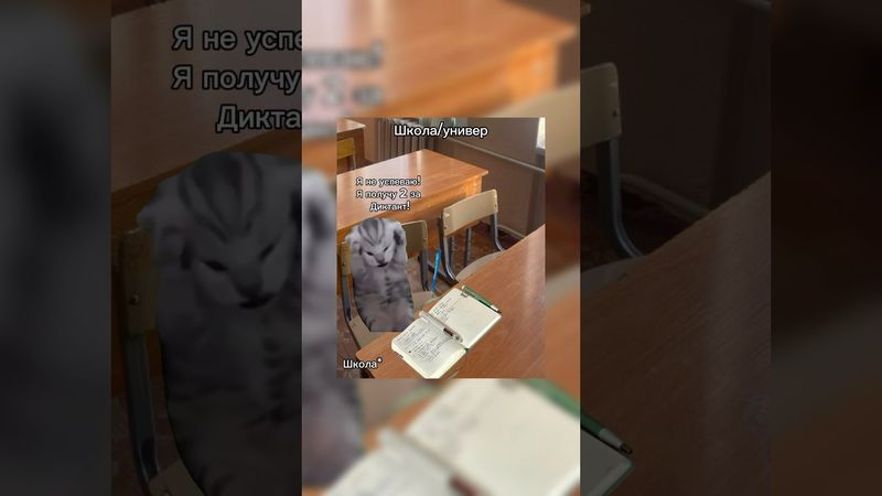 Жду тебя в своём тгк ИннаБиБ #cat #милота #funny #прикольныекоты #топ