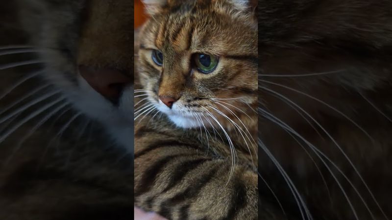 Как стать плохим 🙀🤔😉🤣 #cat #кот #юмор #котушка #котик #приколы #цитаты