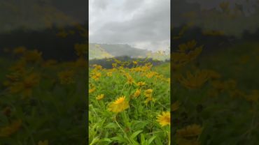 #nature #plantlover #flowers #farming#plantcare#garden