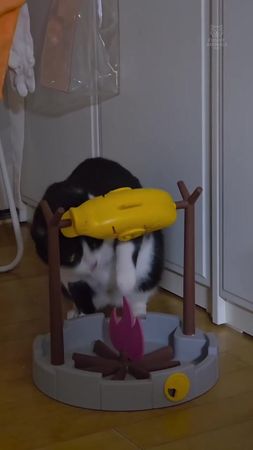 Cats Playing Again 😂 | Part 122 #funny #cats #catsoftiktok #fyp #love...