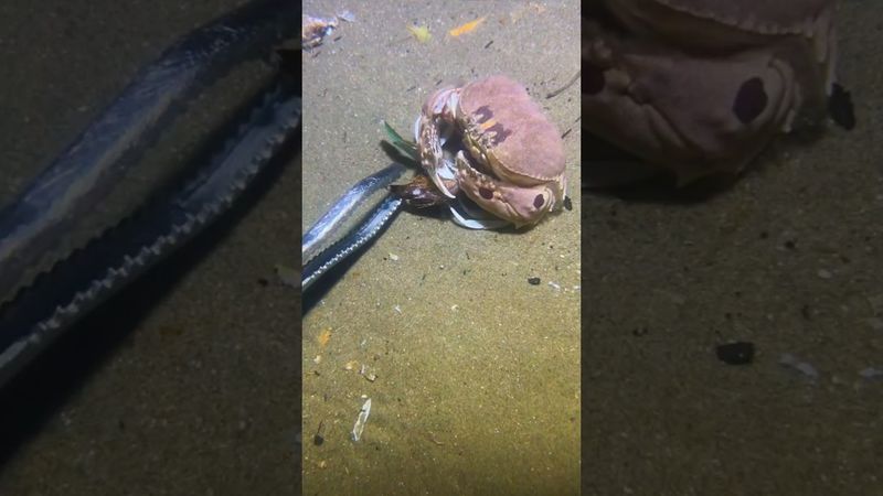 #diving #crab #catchthesea #seafood #seaside #fish #seangsolofishing #seagirldiving