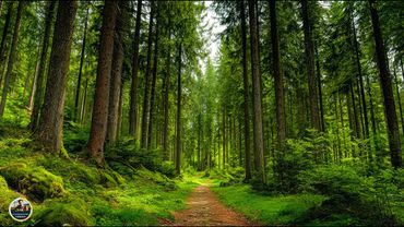 Лечебная музыка для сердца и сосудов! Самая Красивая Музыка В Мире 🌿 Музыка Для Души #красиваямузыка