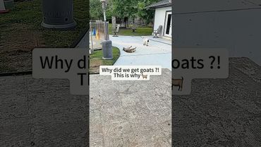 So we got a fainting goat 😂😂😂🐐🐐#funnyvideo #funny #foryou #usa #youtube #happy #goat #goats