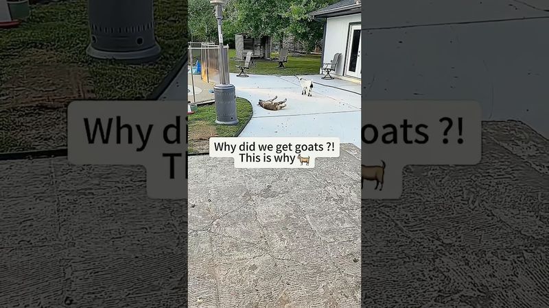 So we got a fainting goat 😂😂😂🐐🐐#funnyvideo #funny #foryou #usa #youtube #happy #goat #goats