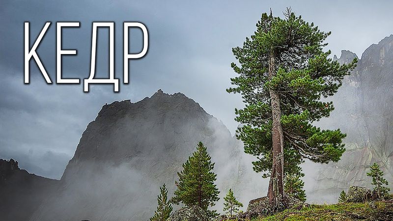 Кедр: Чудо-дерево | Интересные факты про растения