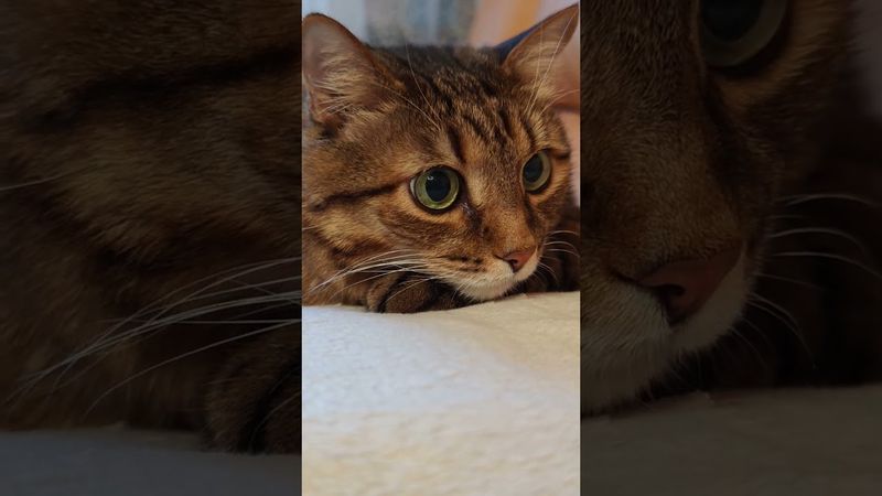 Синица в руках 😻😉🤔🤣 #cat #кот #юмор #котушка #цитаты #приколы