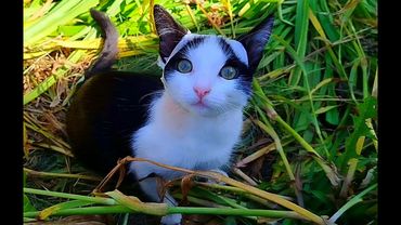 #Славянск. 23 сентября 2025г. Вечер. О том как Тишку лечили...