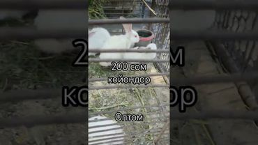 200 койон оптом