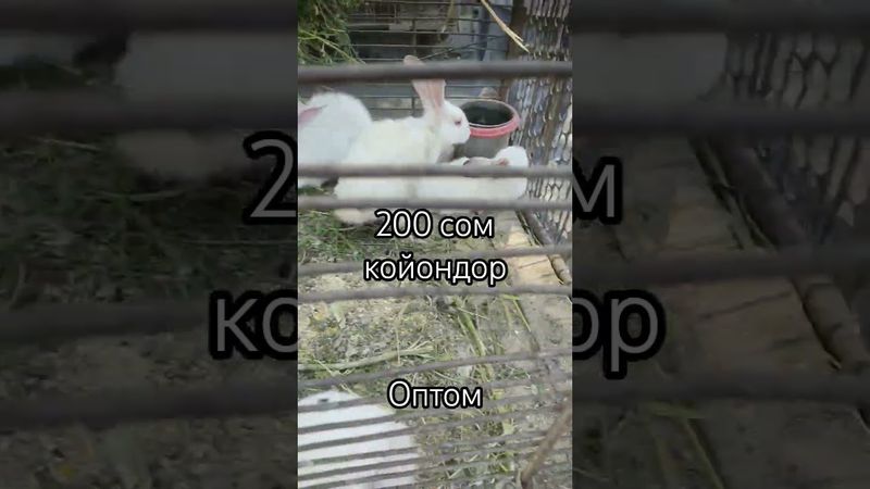 200 койон оптом