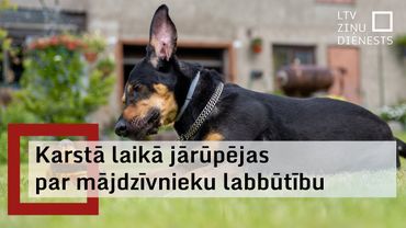 Pārkarst var ne tikai suņi – aicina karstā laikā pievērst uzmanību mīluļa veselībai