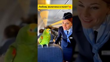 A parrot flirts with a flight attendant! 🦜❤️ #shorts #humor