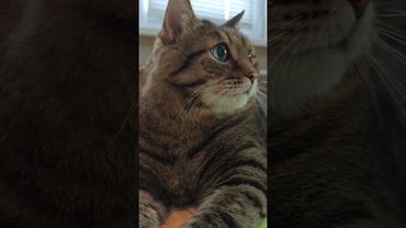 Присоединился 🙀🤔😉🤣 #cat #кот #юмор #котушка #приколы #цитаты