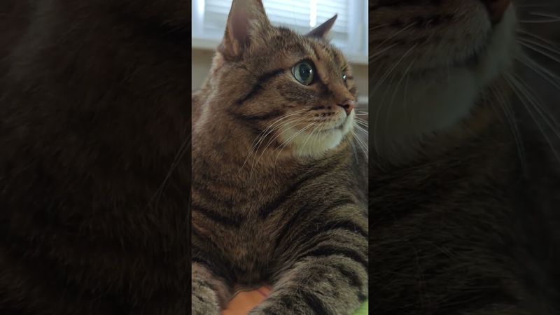 Присоединился 🙀🤔😉🤣 #cat #кот #юмор #котушка #приколы #цитаты