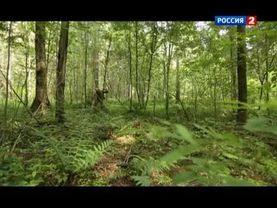 17. Рейтинг Баженова. Могло быть хуже. Конь педальный