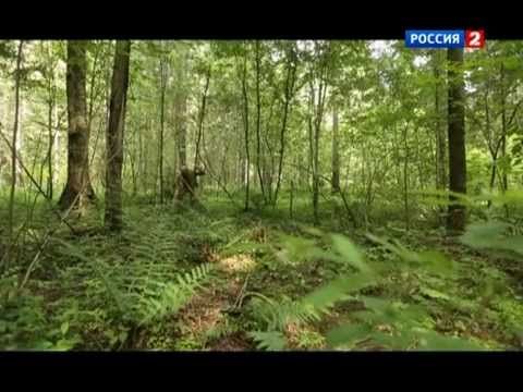 17. Рейтинг Баженова. Могло быть хуже. Конь педальный