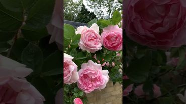 强香爬墙玫瑰系列 Fragrant Climbing Roses | Constance Spry Rose by David Austin |RHS Awards |大卫奥斯汀玫瑰 #rose