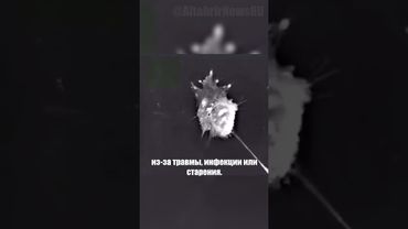 Как погибают нейроны и как их заменяют другие