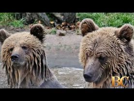 2 bears escape wildlife park enclosure, eat a 7-day supply of honey, then fall asleep