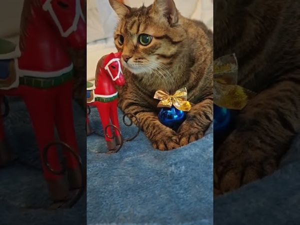 Лошадь не против 🐎😼🤔🤣 #cat #кот #юмор #котушка #цитаты #приколы