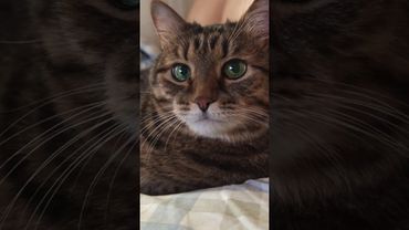 Суббота 🙀🤔😉🤣 #cat #кот #юмор #котушка #приколы #цитаты #смех