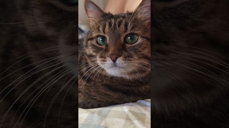 Суббота 🙀🤔😉🤣 #cat #кот #юмор #котушка #приколы #цитаты #смех