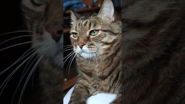 Надула губы💋😼🤔🤣 #cat #кот #юмор #котушка #приколы #цитаты