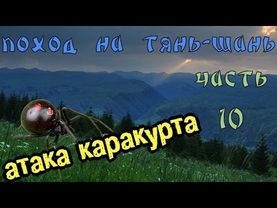 Поход на Тянь-Шань: Атака каракурта. Часть 10.