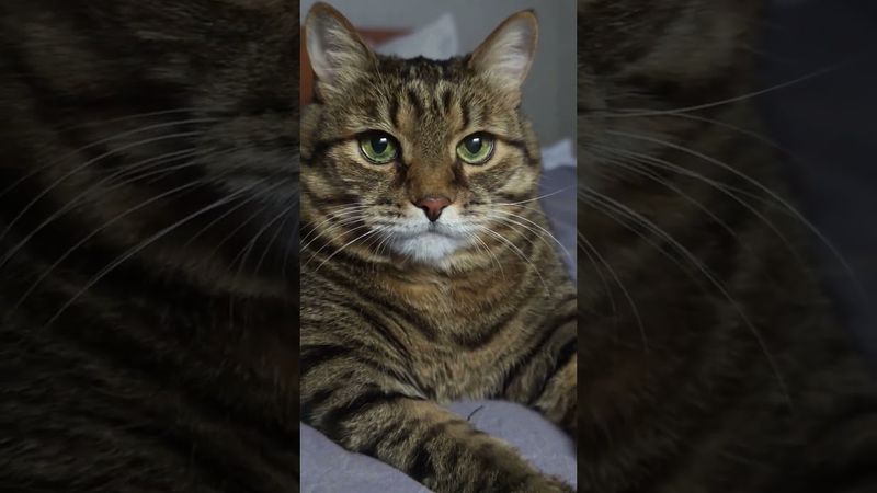 Дебилы 🙀🤔😉🤣 #cat #кот #юмор #котушка #приколы #цитаты