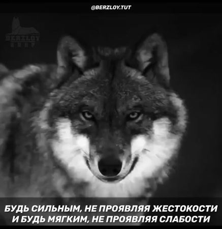 #волк #волки #цитата #мысли #борз #берзлой #berzloy #нохчи #чечня #че...