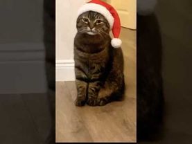 #установка #новыйгод #кот #цитаты #фильм #карнавал #пятьминут