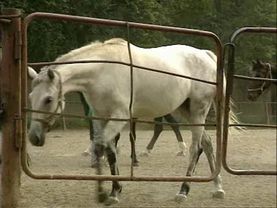 Криминальная Россия. 005. Дело Головкина. Удав (29.10.1995)