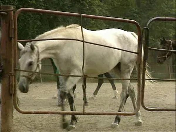 Криминальная Россия. 005. Дело Головкина. Удав (29.10.1995)