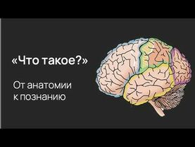 Нейробиология любопытства