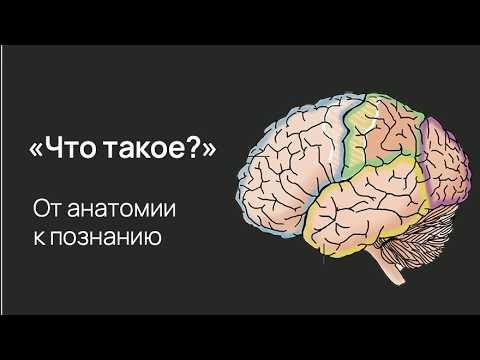 Нейробиология любопытства