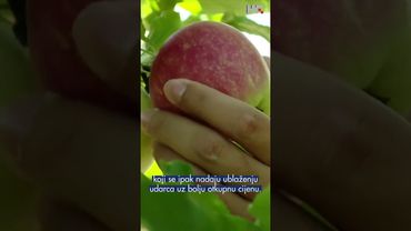 Hrvatske jabuke pred izazovima