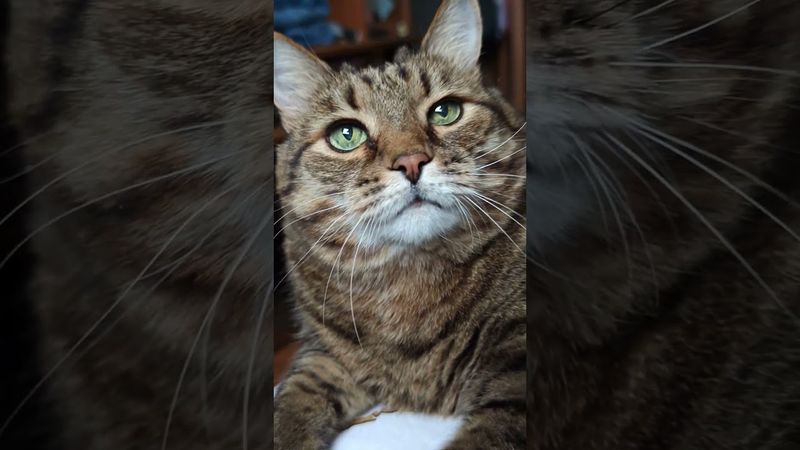 Валенки ☝️🙄🙀🤣 #cat #кот #юмор #котушка #приколы #цитаты