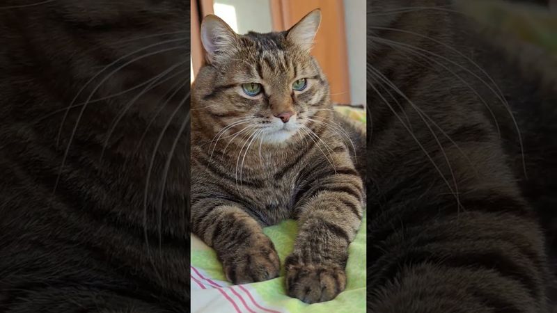 Золушки 🙀😉🤔🤣 #cat #кот #юмор #котушка #приколы #цитаты