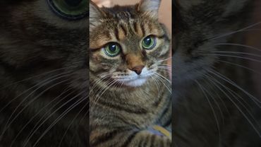 Кошка за мышку 🙀🐭😉🤣 #cat #кот #юмор #котушка #приколы #позитив #популярное #цитаты