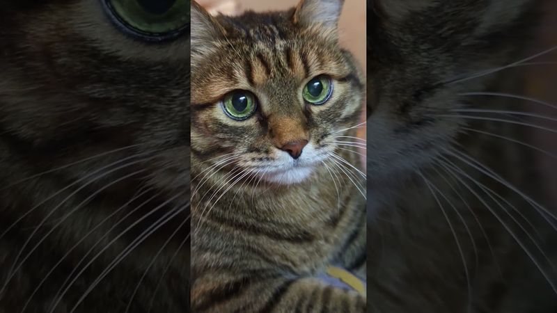 Кошка за мышку 🙀🐭😉🤣 #cat #кот #юмор #котушка #приколы #позитив #популярное #цитаты