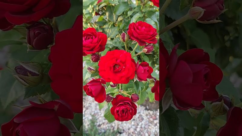 Роза Лаваглут (Lavaglut): характеристики и описание сорта. #розы #цветы #сад #rose #flowers #garden