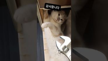 Un gatto laborioso 🤣🐱 #gatto