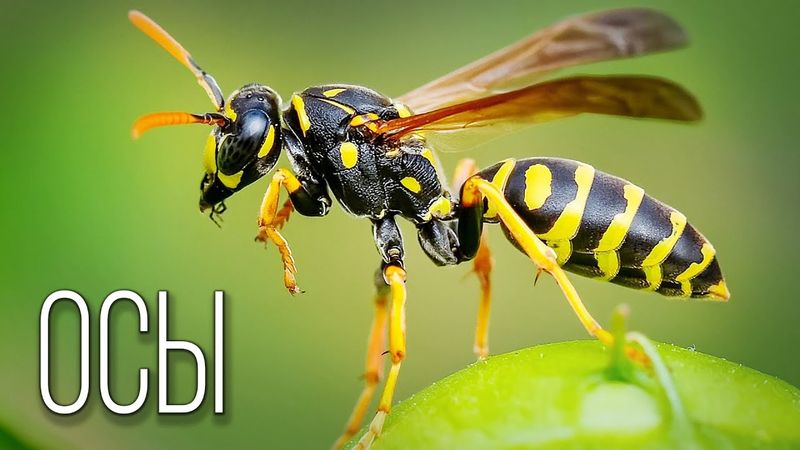 Осы: Воздушные Полосатые Волки | Интересные факты про ос