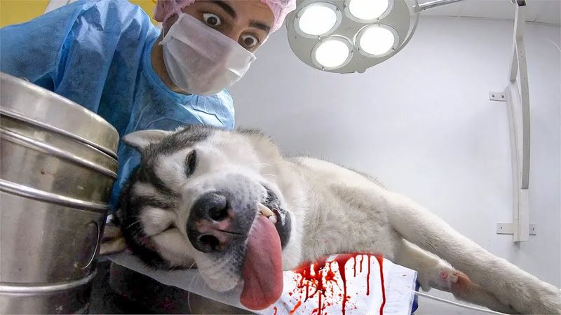 Хаски в Крови! Спасение Рокки