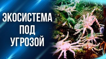 Люди создали морского монстра своими руками